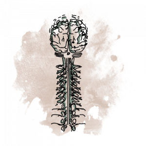 Krankengymnastik auf neurologischer Basis